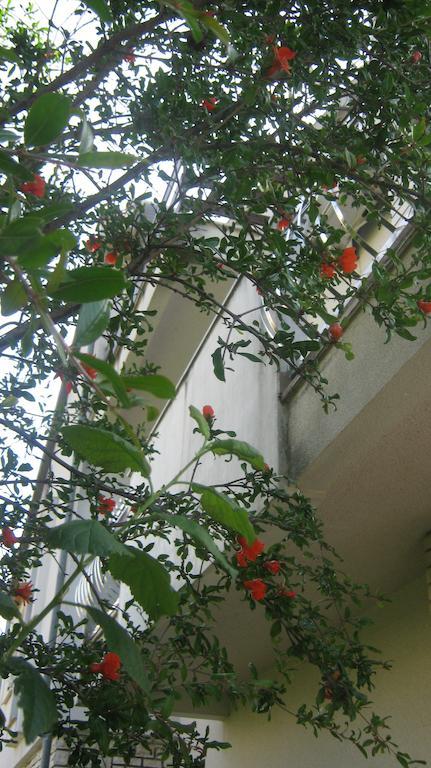 Apartments Grzunov ซาดาร์ ภายนอก รูปภาพ